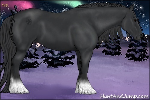 Horse Color:Black and Black