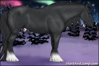 Horse Color:Black and Black