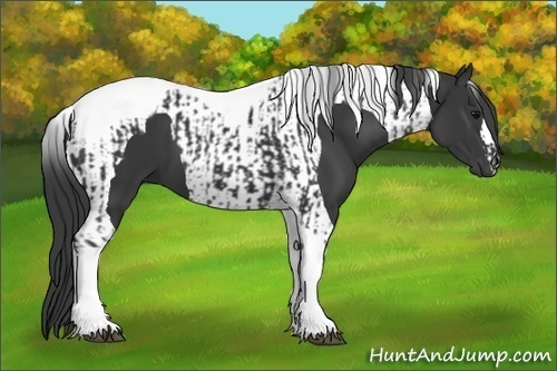 Horse Color:Black Tobiano  and Black Tobiano 