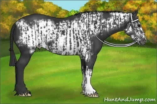 Horse Color:Black  and Black Frame 