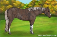 Horse Color:Black and Silver Black