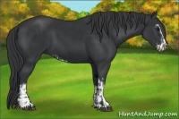 Horse Color:Black Sabino  and Black Sabino 