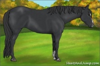 Horse Color:Black Sabino  and Black Sabino 
