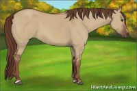 Horse Color:Red Dun Sabino 