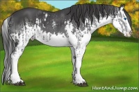 Horse Color:Black Sabino Splash and Black Sabino Splash