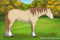 Horse Color:Red Dun Sabino Splash