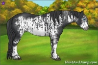 Horse Color:Black Sabino Frame  and Black Sabino Frame 