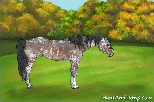 Horse Color:White Spotted Smoky Grullo Sabino Splash  and Bay Ice Sabino Tobiano 