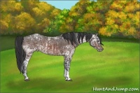 Horse Color:White Spotted Smoky Grullo Sabino Splash and Bay Ice Sabino Tobiano