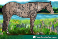 Horse Color:Black Sabino Rabicano and Classic Champagne Sabino