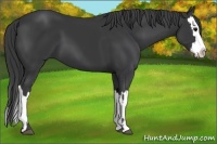 Horse Color:Black Sabino and Black Sabino Splash