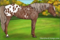 Horse Color:Chestnut Sabino Appaloosa 