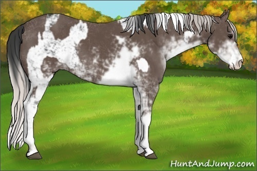 Horse Color:Black Sabino and Silver Black Sabino