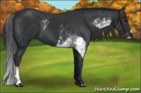 Horse Color:Black Sabino and Black