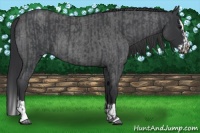 Horse Color:Blue Roan Sabino  and Blue Roan Sabino Splash 