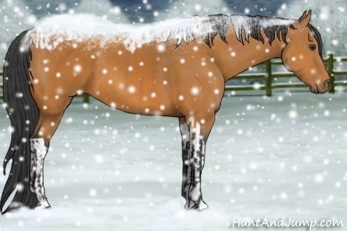 Horse Color:Bay Sabino and Bay Tobiano