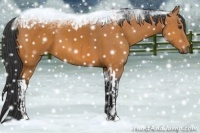 Horse Color:Bay Sabino  and Bay Tobiano 