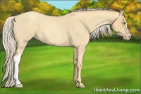 Horse Color:Gold Cream Champagne Roan 