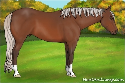 Horse Color:Silver Bay 