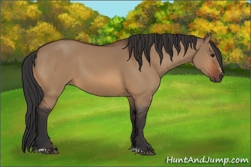 Horse Color:Bay Dun Sabino