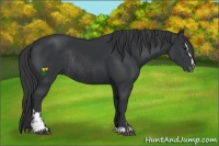 Horse Color:Black Sabino  and Black Sabino Rabicano 