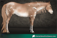 Horse Color:White Spotted Liver Chestnut Pearl Sabino 