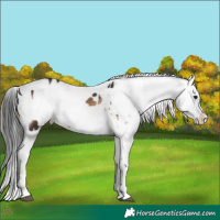 Horse Color:Brown Onyx Sabino Splash Tobiano Appaloosa and Buckskin Onyx Sabino Splash Tobiano Appaloosa