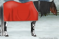 Horse Color:White Spotted Brown 