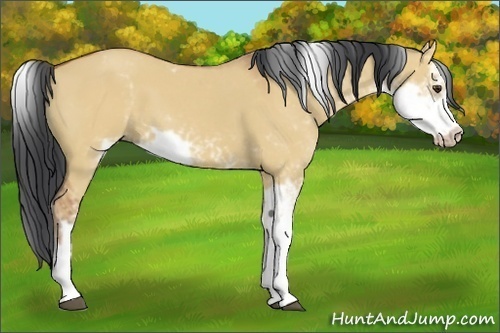 Horse Color:Bay Dun Sabino