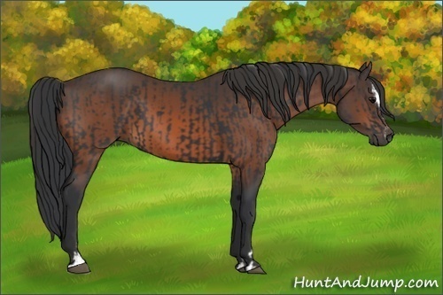 Horse Color:Black Sabino and Brown Sabino