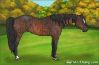 Horse Color:Black Sabino and Brown Sabino