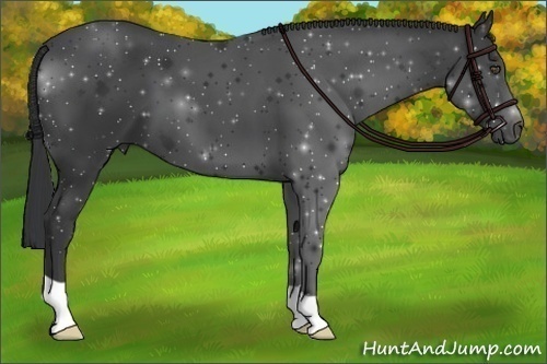 Horse Color:Black 