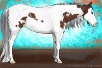 Horse Color:White Spotted Bay Splash Tobiano Rabicano