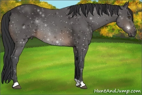 Horse Color:Buckskin Rabicano 