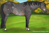 Horse Color:Buckskin Rabicano