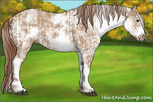 Horse Color:White Spotted Red Dun Rabicano  and White Spotted Red Dun Frame Rabicano 
