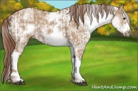 Horse Color:White Spotted Red Dun Rabicano and White Spotted Red Dun Frame Rabicano