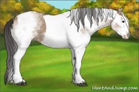 Horse Color:White Spotted Bay Dun Rabicano and White Spotted Bay Dun Rabicano