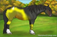 Horse Color:Brown Appaloosa 