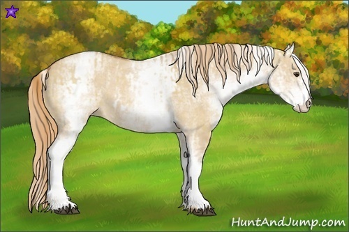 Horse Color:White Spotted Red Dun Rabicano  and White Spotted Red Dun Rabicano 