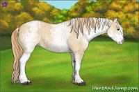 Horse Color:White Spotted Red Dun Rabicano and White Spotted Red Dun Rabicano