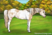 Horse Color:Bay Dun Tobiano Rabicano  and Red Dun Sabino Frame Rabicano 