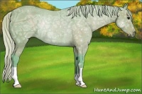 Horse Color:Watercolor Silver Black Ice Rabicano