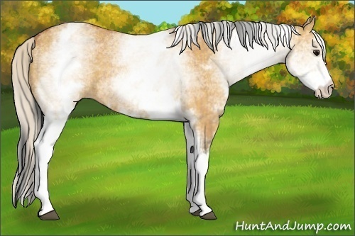 Horse Color:White Spotted Bay Dun Rabicano  and White Spotted Silver Bay Dun Rabicano 