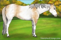 Horse Color:White Spotted Bay Dun Rabicano and White Spotted Silver Bay Dun Rabicano