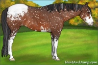 Horse Color:Bay Sabino Snowflake Varnish