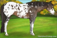 Horse Color:Liver Chestnut Sabino Appaloosa 