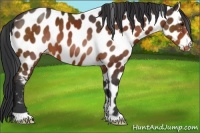 Horse Color:Brown Appaloosa 