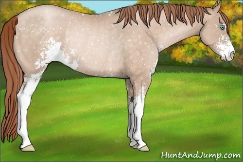 Horse Color:Buckskin Pearl Sabino Snowflake Varnish Rabicano