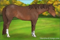 Horse Color:Liver Chestnut 